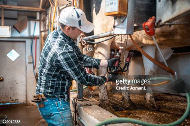 cow being milked on a dairy farm - pole barn stock pictures, royalty-free photos & images