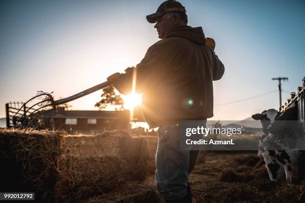 boer hooi voorbereiden koeien in een pen - wei zuivel stockfoto's en -beelden