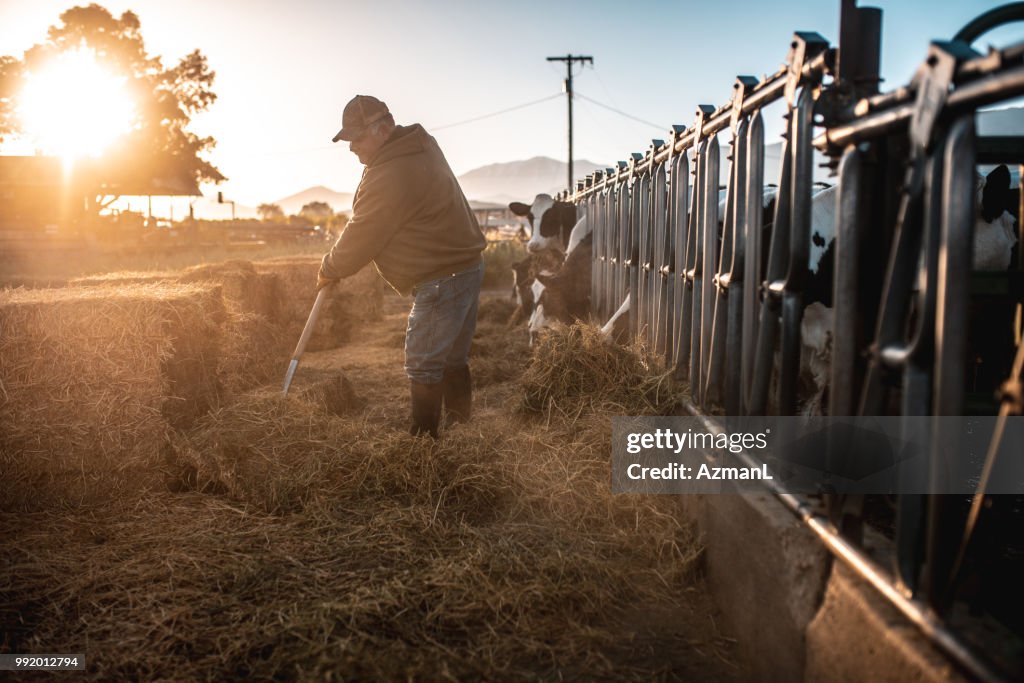Farmer, die Kühe in einem Stall Heu vorbereiten