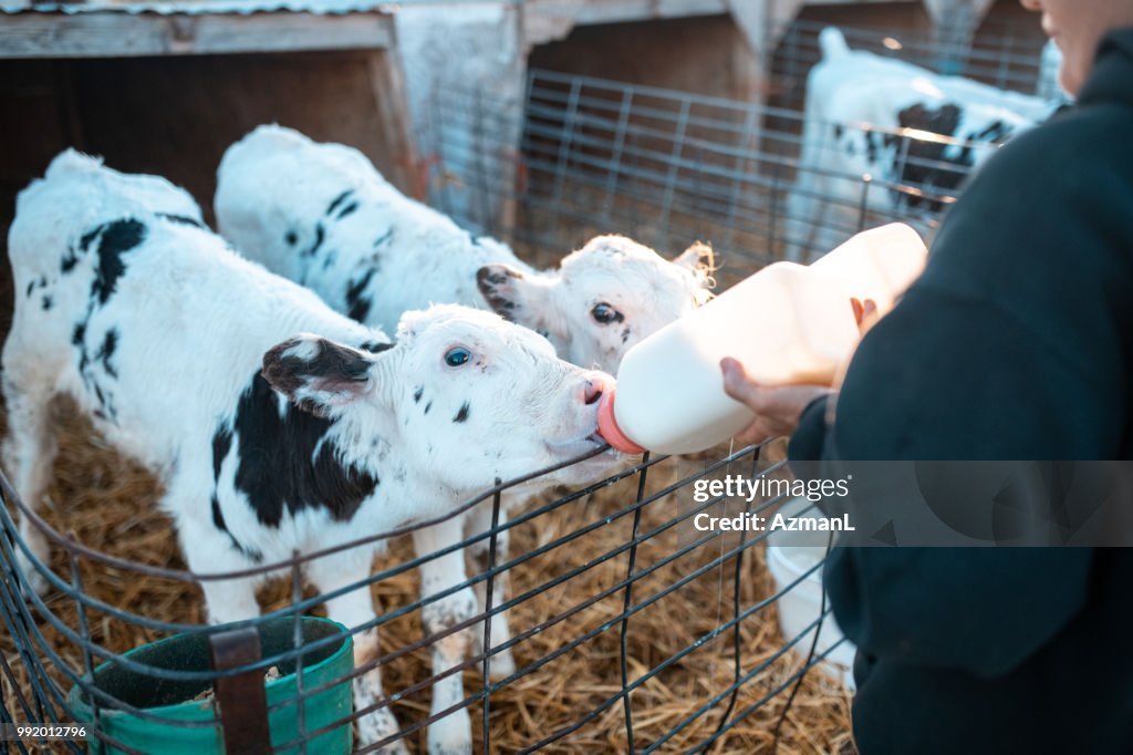 Farmer feeding calves in a pen