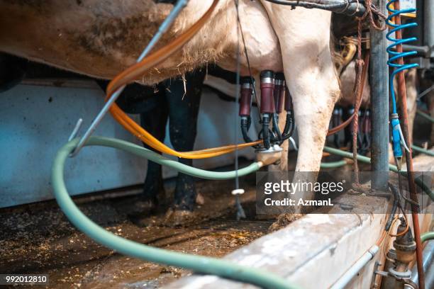 vacas que se ordeñan en una granja lechera - tubo de succión fotografías e imágenes de stock