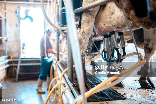 row of cows being milked - suction tube stock pictures, royalty-free photos & images