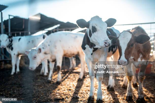 calves in a pen - gado de leite imagens e fotografias de stock