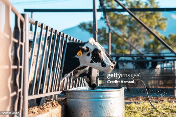 773 fotos e imágenes de Vaca Bebe - Getty Images 773 fotos e imágenes de Vaca Bebe - Getty Images