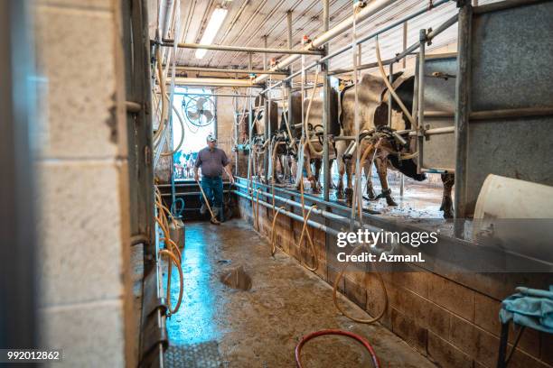 row of cows being milked - pole barn stock pictures, royalty-free photos & images