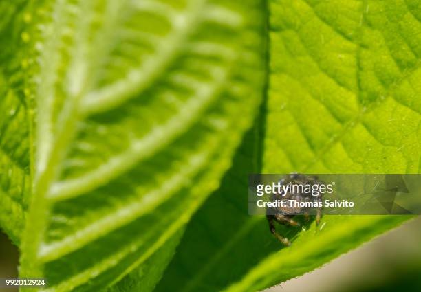 tiny spider - big eyes - big eyes stock pictures, royalty-free photos & images