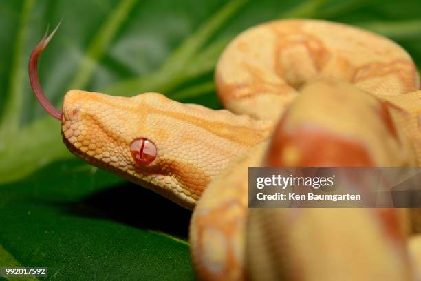 sniff, sniff. - indian python stock pictures, royalty-free photos & images