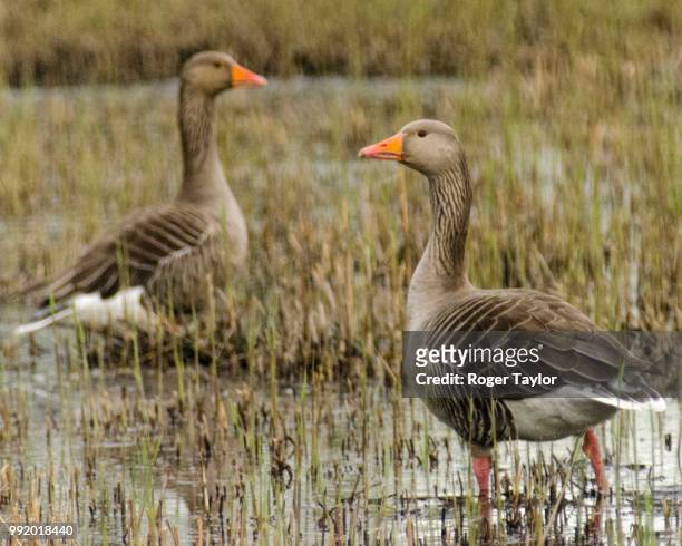 wading geese - magellangans stock-fotos und bilder