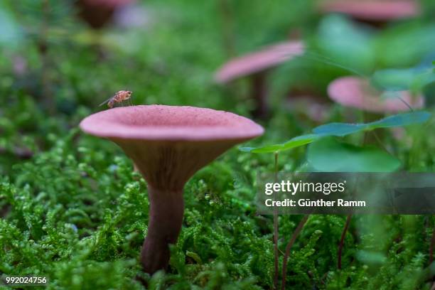 fliege auf pilz - fliege fotografías e imágenes de stock