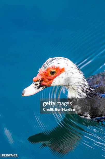 muscovy duck - muscovy duck stockfoto's en -beelden