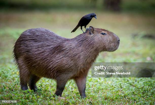 capybara and the cattle bird - poncho fotografías e imágenes de stock