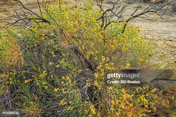 blackbrush bush after the rain - blackbrush stock pictures, royalty-free photos & images