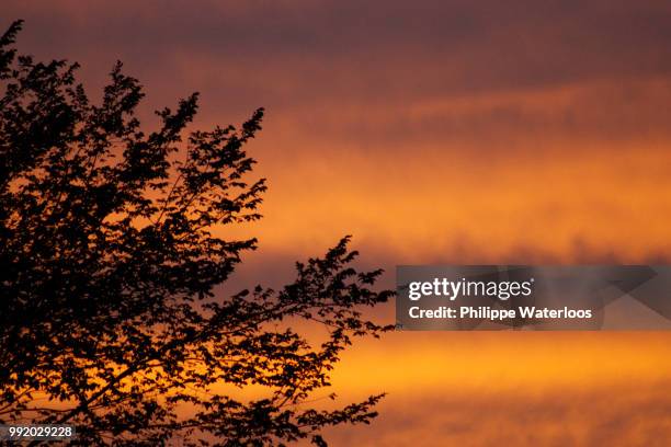 arbre dans le coucher de soleil - coucher de soleil fotografías e imágenes de stock