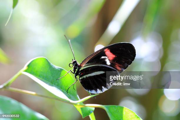 helicoius butterfly - proboscis stock pictures, royalty-free photos & images