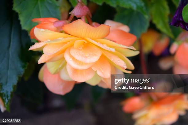 begonia 'apricot shades' begonia x tuberhybrida 'a - begonia tuberhybrida stock pictures, royalty-free photos & images