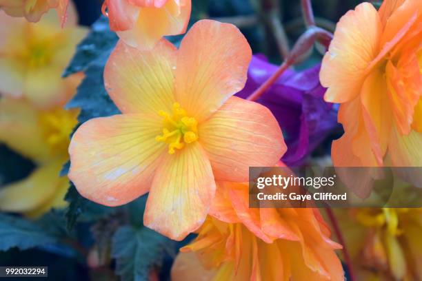 begonia 'apricot shades' begonia x tuberhybrida 'a - begonia tuberhybrida stock pictures, royalty-free photos & images