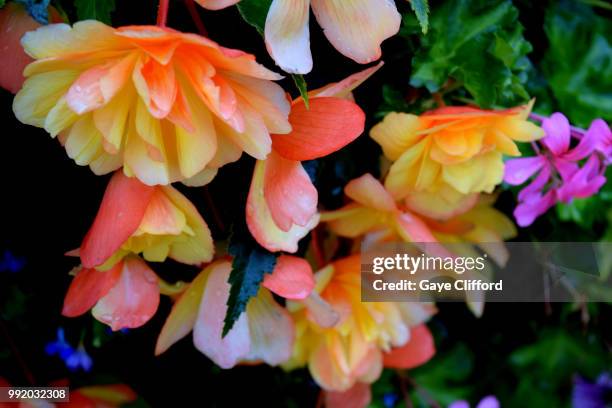 begonia 'apricot shades' begonia x tuberhybrida 'a - begonia tuberhybrida stock pictures, royalty-free photos & images