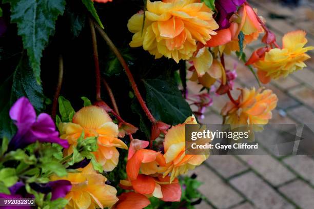 begonia 'apricot shades' begonia x tuberhybrida 'a - begonia tuberhybrida stock pictures, royalty-free photos & images