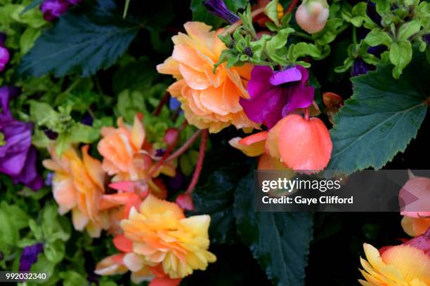 begonia 'apricot shades' begonia x tuberhybrida 'a - begonia tuberhybrida stock pictures, royalty-free photos & images