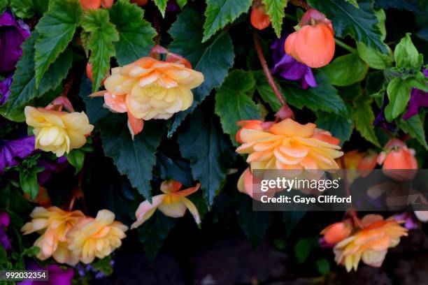 begonia 'apricot shades' begonia x tuberhybrida 'a - begonia tuberhybrida stock pictures, royalty-free photos & images