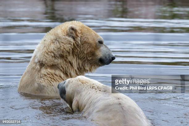 polar bear (ursus maritimus) - wet bird stock-fotos und bilder