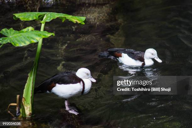 two birds in water - tufted puffin stock pictures, royalty-free photos & images