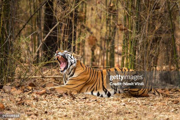 a tiger yawning in india. - bandhavgarh national park stock pictures, royalty-free photos & images