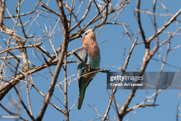 Higher Perch 3,560 High Perch Stock Photos, High-Res Pictures, and Images - Getty Images