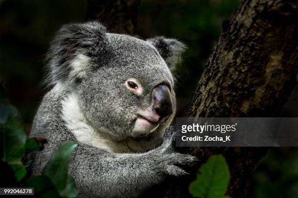 コアラにユーカリの木 - koala ストックフォトと画像