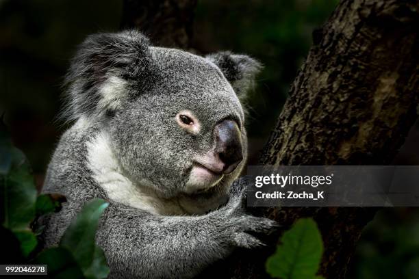 koala on eucalyptus tree - marsupial stock pictures, royalty-free photos & images