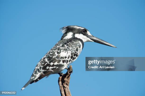 perched - pied kingfisher ceryle rudis stock pictures, royalty-free photos & images