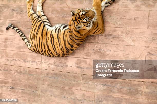 tiger in captivity - fernando trabanco ストックフォトと画像
