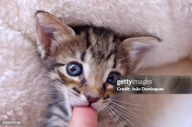 baby's got blue eyes - baby blue eyes stock pictures, royalty-free photos & images