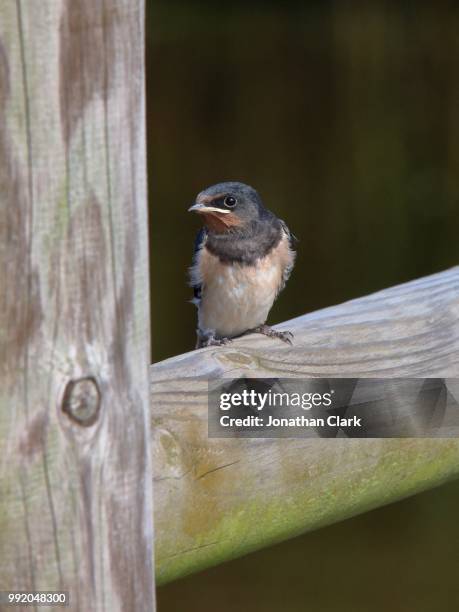 swallow - jonathan clark stock-fotos und bilder