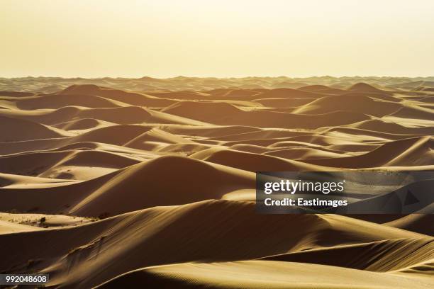 sunset over sand dunes - comportamientos de la flora fotografías e imágenes de stock