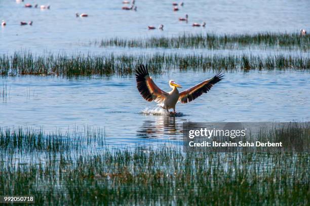 pelican with wings open - lake nakuru nationalpark stock-fotos und bilder