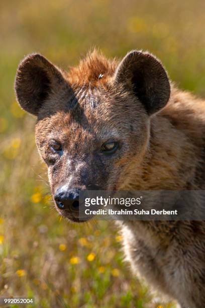 portrait of a hyena in nakuru - lake nakuru nationalpark stock-fotos und bilder
