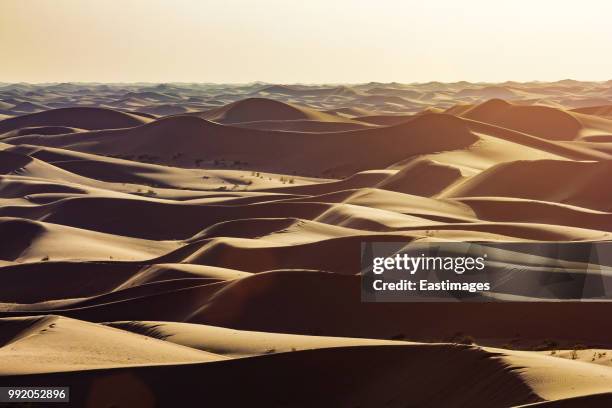 sunset over sand dunes - comportamientos de la flora fotografías e imágenes de stock