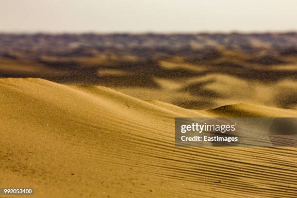 sunset over sand dunes - comportamientos de la flora fotografías e imágenes de stock