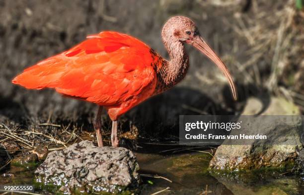 Ibis Example Red Ibis Photos and Premium High Res Pictures - Getty Images