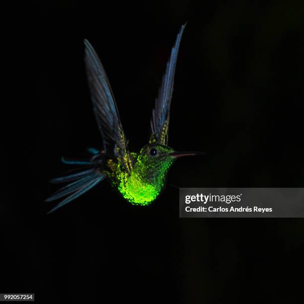 neon dancer - colibri stock pictures, royalty-free photos & images