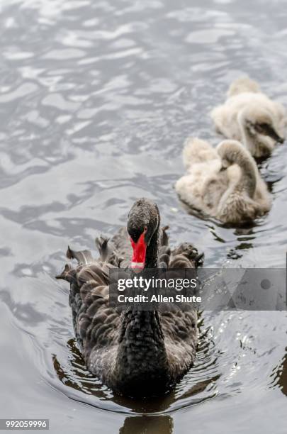 swan - black swans stock pictures, royalty-free photos & images