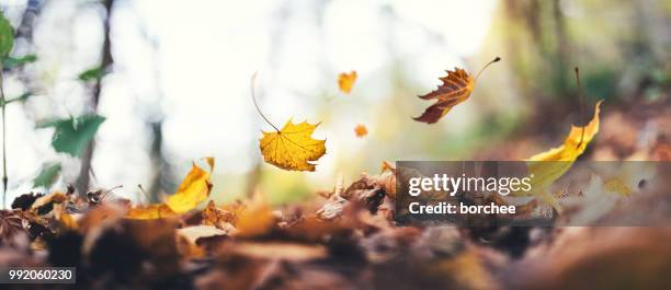 vallen van de boom - seizoen stockfoto's en -beelden