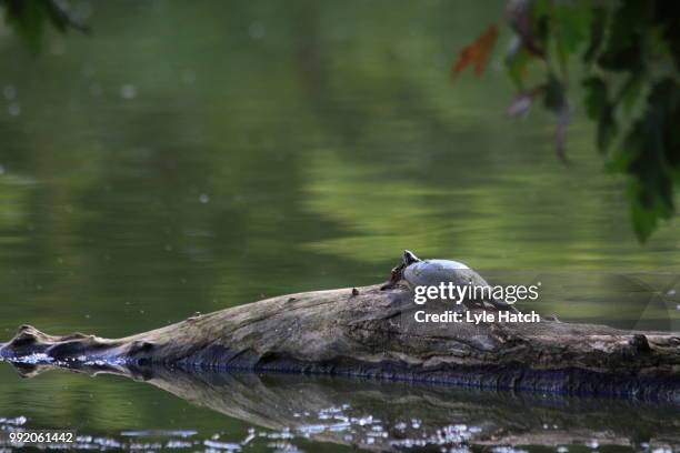 basking turtle - painted turtle stock pictures, royalty-free photos & images