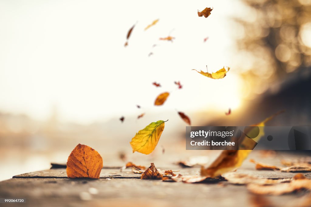 Idyllic Autumn Scene