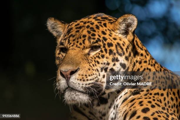 leopard - madre stock pictures, royalty-free photos & images