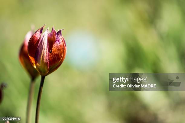 tulipe - madre stock-fotos und bilder