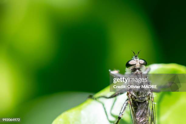 fly at the edge - madre stock pictures, royalty-free photos & images