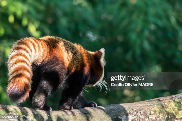 red panda walking away - madre 個照片及圖片檔