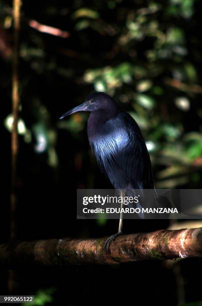 birds of costa rica - manzana stockfoto's en -beelden